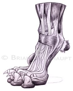 a pencil drawing of a foot with the soles exposed and feet showing, in black and white