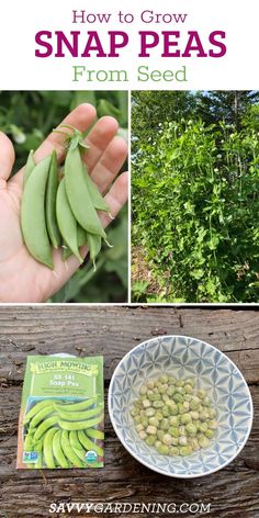 how to grow snap peas from seed in a bowl and on a table with the words, how to grow snap peas from seed