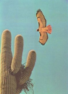 a bird flying next to a large cactus with a sky in the backround