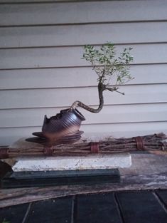 a bonsai tree growing out of a potted plant on top of a piece of wood