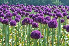 purple flowers are growing in the middle of a field