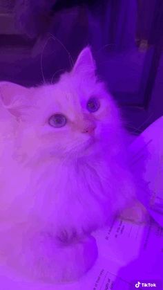 a white cat with blue eyes sitting on top of a piece of paper and looking at the camera