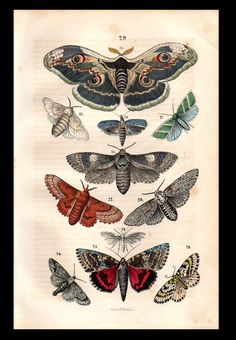 moths are shown in different colors and sizes