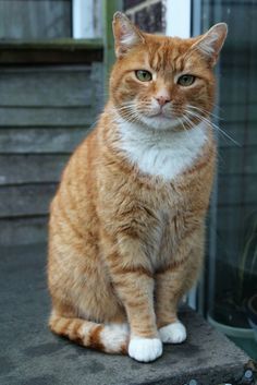 an orange and white cat sitting on top of a stone slab