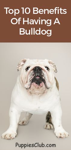 a bulldog with the title top 10 benefits of having a bulldog on it's back