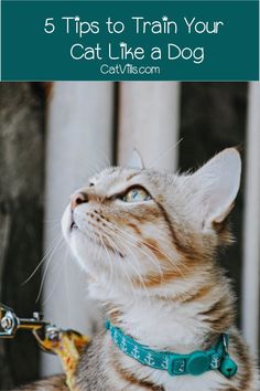 a cat wearing a collar looking up at the sky with text overlay that reads 5 tips to train your cat like a dog