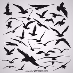 a flock of birds flying in the air with their wings spread out, silhouettes