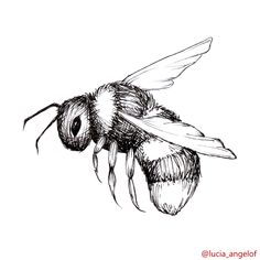 a black and white drawing of a bee with its wings spread out to the side