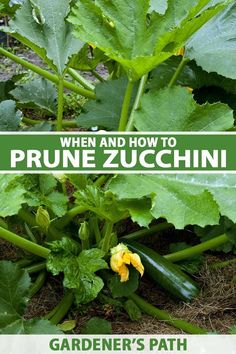 an image of a garden with zucchini growing in it and the words, when and how to prune zucchini gardener's path