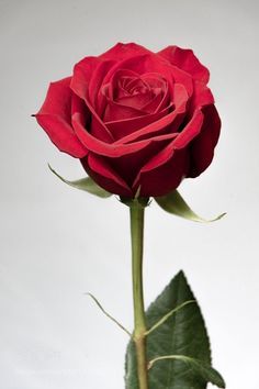 a single red rose is in a vase