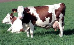 two brown and white cows are standing in the green grass, one is laying down