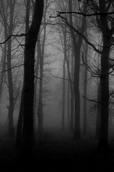 black and white photograph of trees in the foggy forest with no leaves on them