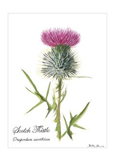 a drawing of a thistle flower on a white background