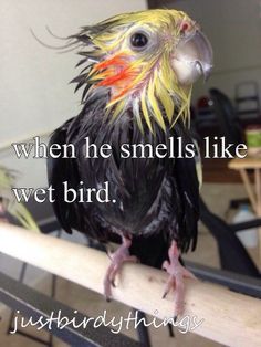 a bird sitting on top of a wooden perch with the caption when he smells like wet bird