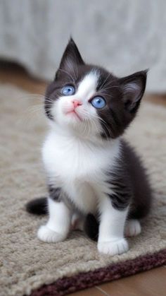 a black and white kitten with blue eyes sitting on the floor next to a rug