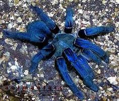 a blue spider crawling on the ground