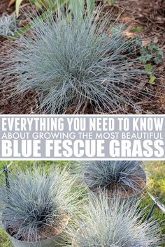 blue grass growing in a garden with the words everything you need to know about growing the most beautiful blue