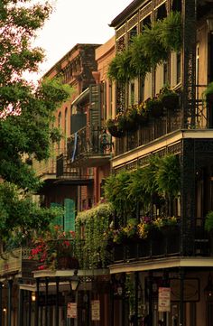 an image of a city street with flowers on the balconies and plants in pots