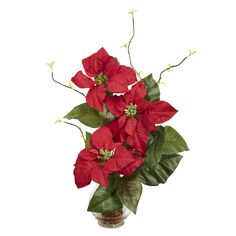 a vase filled with red poinsettia and green leaves on a white background