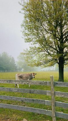 a cow is standing in the grass behind a fence with a tree on it's side