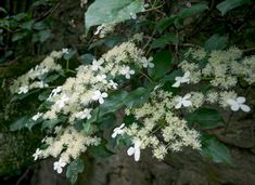 white flowers are growing on the branches of a tree