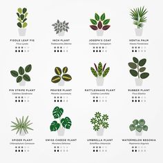 the different types of houseplants are shown in this poster, which shows how they can