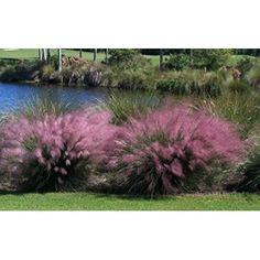 purple flowers are growing in the grass next to water