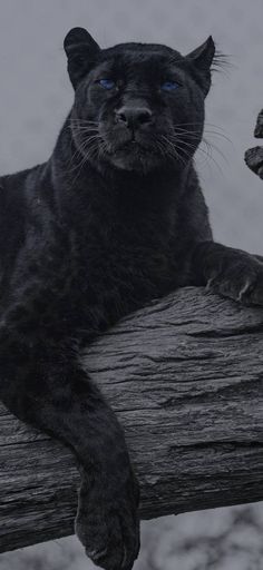 a black cat sitting on top of a wooden fence