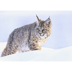 a bobcat walking in the snow on a sunny day with its eyes wide open