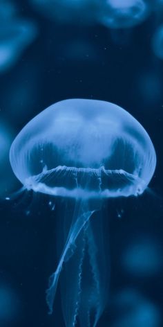 a blue jellyfish floating in the water