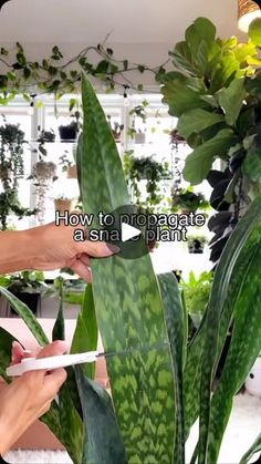 a person is trimming a plant with scissors