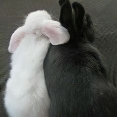 two black and white rabbits sitting next to each other