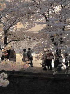 people are standing under cherry blossom trees near the water