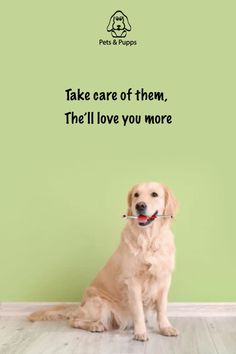 a dog is sitting in front of a green wall with the quote take care of them, the i'll love you more