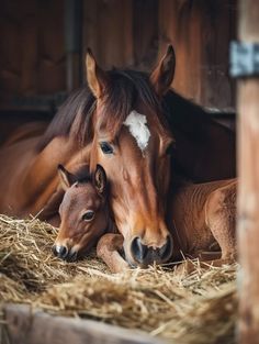 two brown horses laying down next to each other on some dry grass and hay in a barn