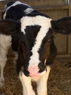 a black and white cow standing on top of dry grass next to a wooden fence