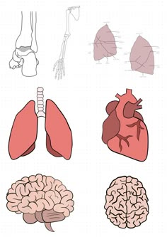 an image of the human body and its organ systems, including the heart, lungs, and livers