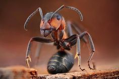 a close up of a bug on a piece of wood