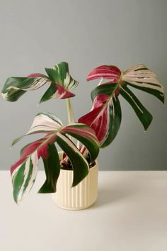 a potted plant sitting on top of a white table