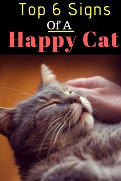 the top 6 signs of a happy cat