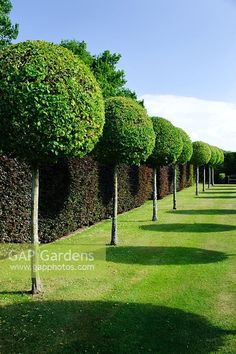 a row of trees that are next to each other