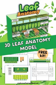 Examples of leaf anatomy worksheet set with diorama. Leaf Anatomy, Garden Diorama, Biology Lab, Lab Science, Printable Leaves, Biology Labs, Steam Projects, Creative Kids Crafts, Science Crafts