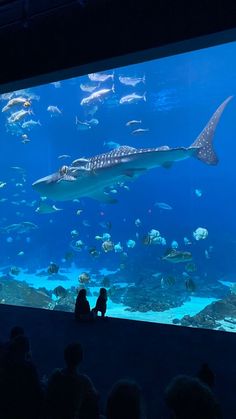 two people are sitting in front of an aquarium