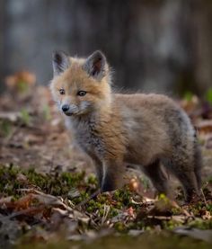 a small fox standing on top of a forest floor