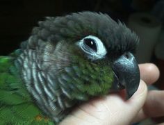 a close up of a person holding a small green and black bird in their hand