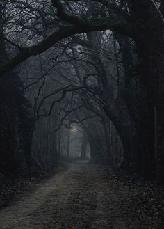 a dirt road surrounded by trees in the dark