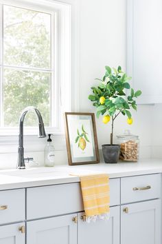 a potted lemon tree sitting on top of a kitchen counter next to a sink