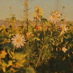 the sun shines on some daisies in a field