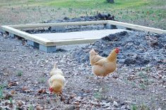 two chickens are walking in the dirt near a raised area with concrete blocks behind them