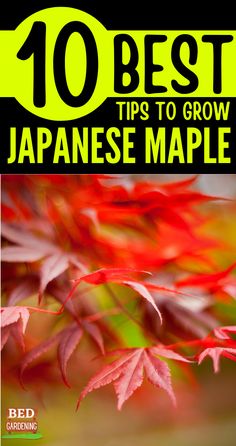 the cover of 10 best tips to grow japanese maples, with text overlay